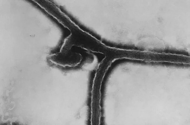 Marburg: Primo do ebola, sem remédio, mortalidade de até 88%