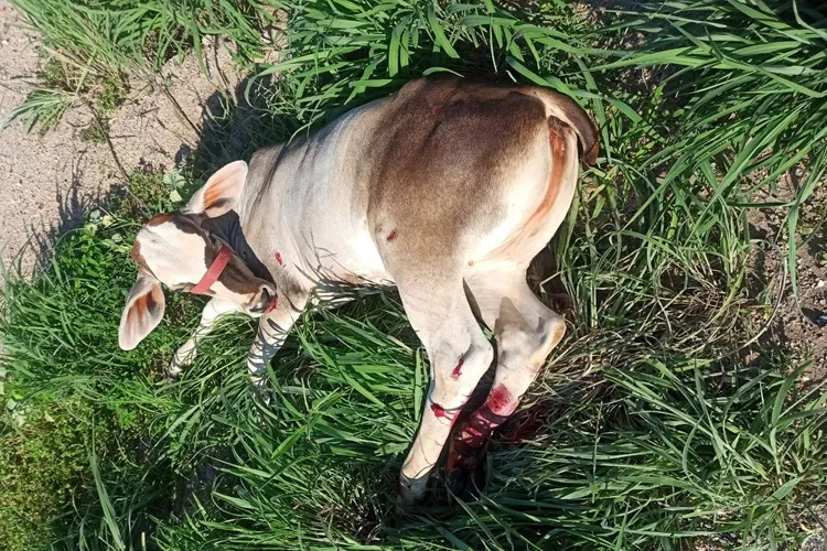 Guanambi: Motorista atropela vaca na BR-122 e animal fratura duas patas