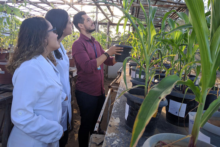 Cientista utiliza vegetação da Caatinga para deixar outras plantas resistentes à seca