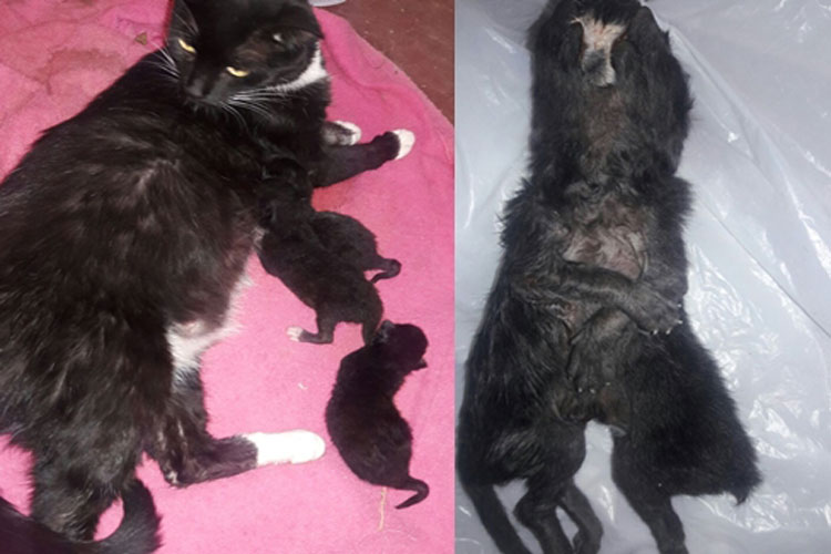 Gatos nascem grudados e chamam atenção de moradores em Palmas de Monte Alto