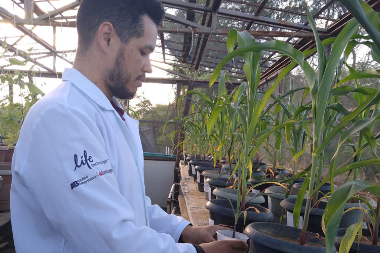 Cientista utiliza vegetação da Caatinga para deixar outras plantas resistentes à seca