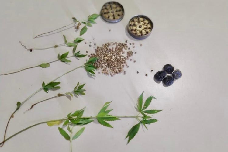 Homem é preso com plantação de maconha no Bairro Alto do Cruzeiro em Macaúbas