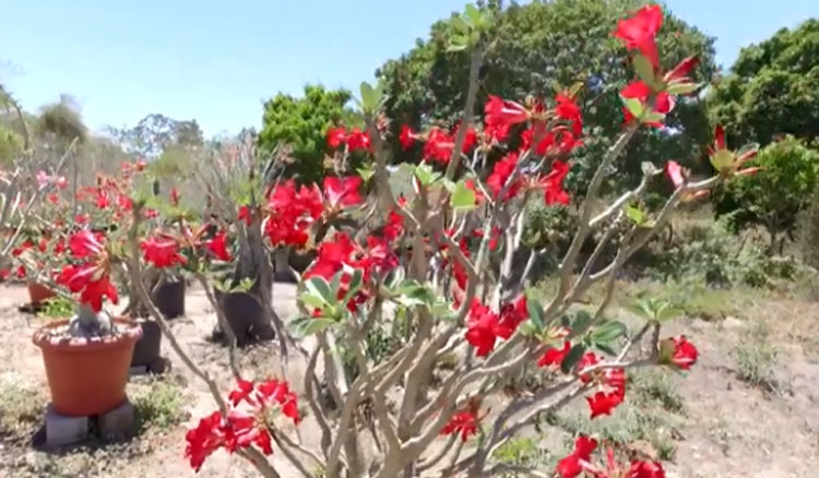 Chapada Diamantina é o recanto da rara rosa do deserto