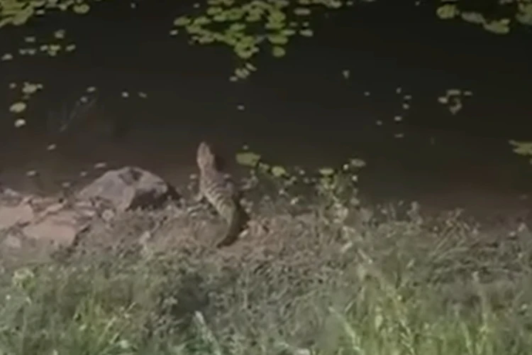 Jacaré volta a aparecer na Lagoa Zinho Tanajura em Livramento de Nossa Senhora