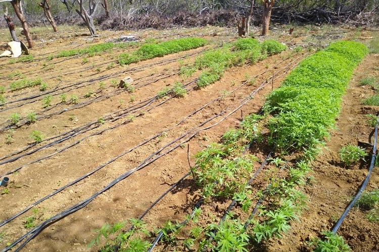 Plantação com 76 mil pés de maconha é encontrada em Campo Formoso