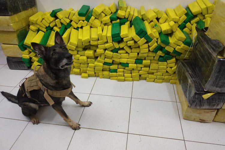 Cão acha 1,5 tonelada de maconha em caminhão e motorista é preso no oeste da Bahia