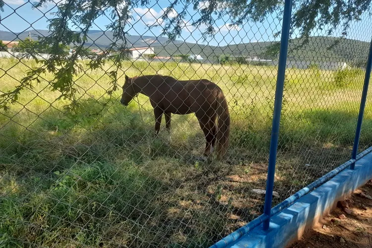 Brumado: 'Prefeitura transformou campo do Bela Vista em pasto', diz desportista