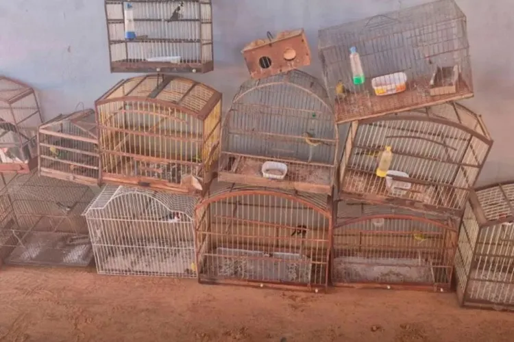 Cippa resgata dezenas de aves e pássaros silvestres em Rio do Pires e Caturama