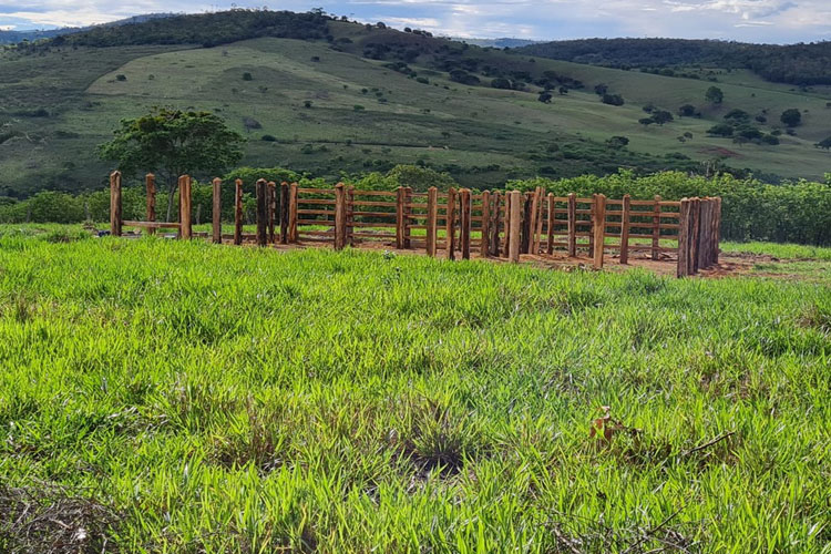 Idoso morre após ataque de abelhas no sudoeste da Bahia