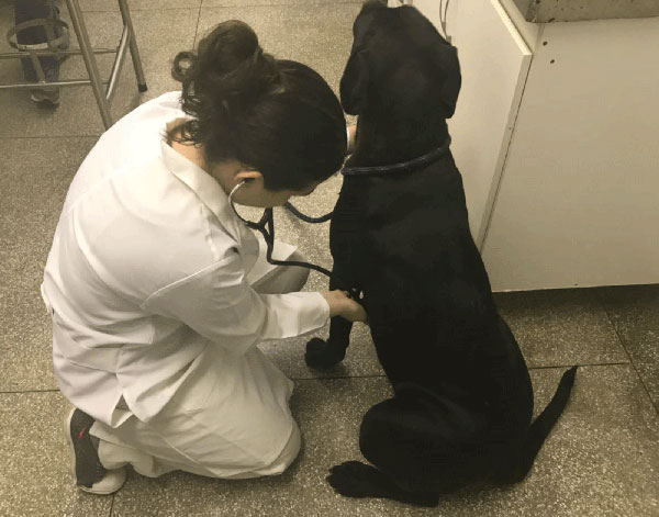 Cachorros doam sangue e salvam outros animais em hospital de Brasília