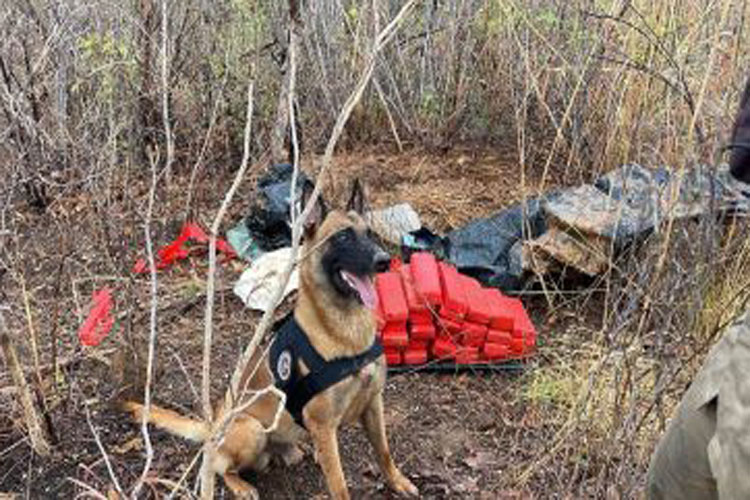 Cão farejador da PM acha 40 kg de maconha enterrados em Barreiras