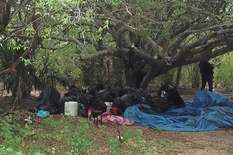 Polícia apreende 330 kg de maconha em Senhor do Bonfim