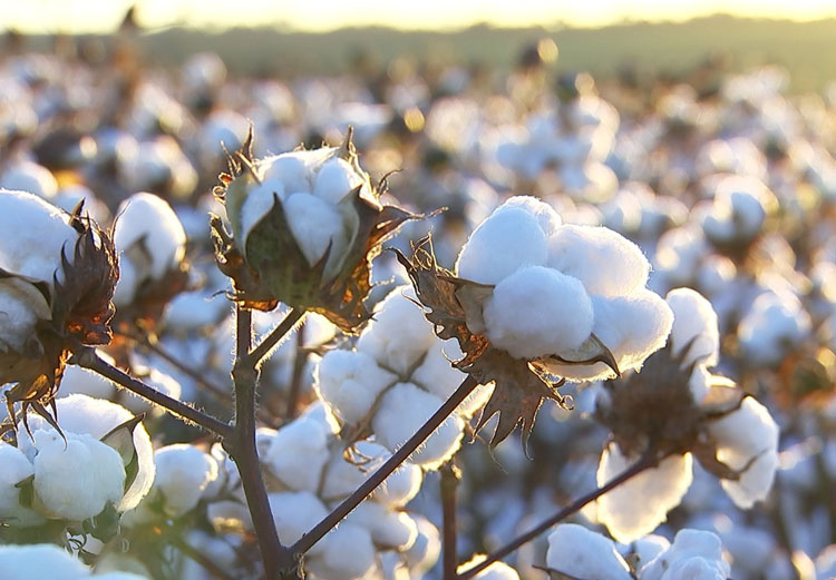 Bahia tem previsão de 15% de crescimento da produção de algodão em 2019