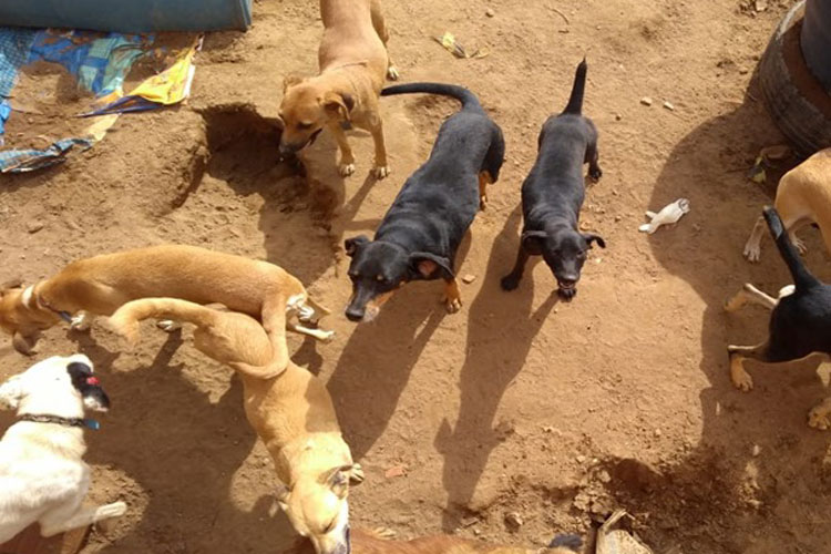 Caetité: Cães são mantidos em estado precário em canil municipal