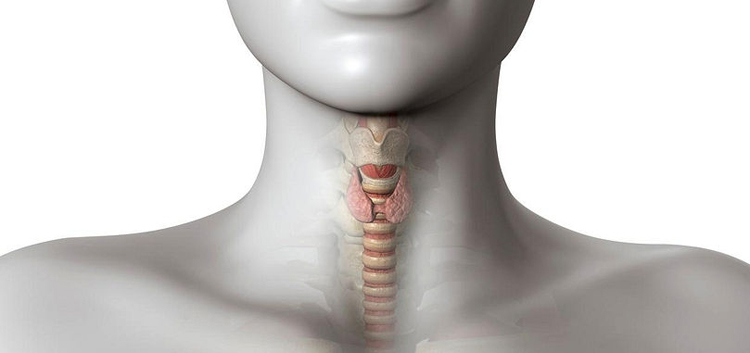 Tireoide: Lugol realmente funciona? Veja os seus benefícios