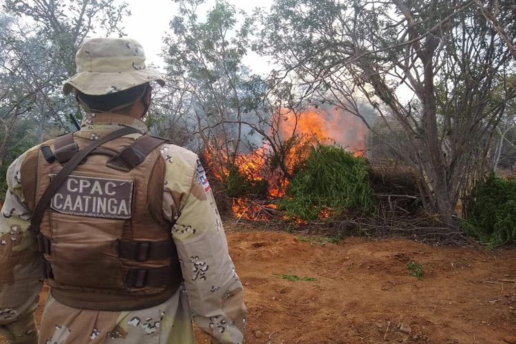 Polícia incinera mais de 16 mil pés de maconha em roça na cidade de Jaguarari