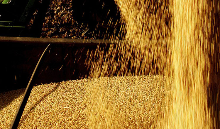 Levantamento prevê que a Bahia deve bater novo recorde de safra de grãos em 2021
