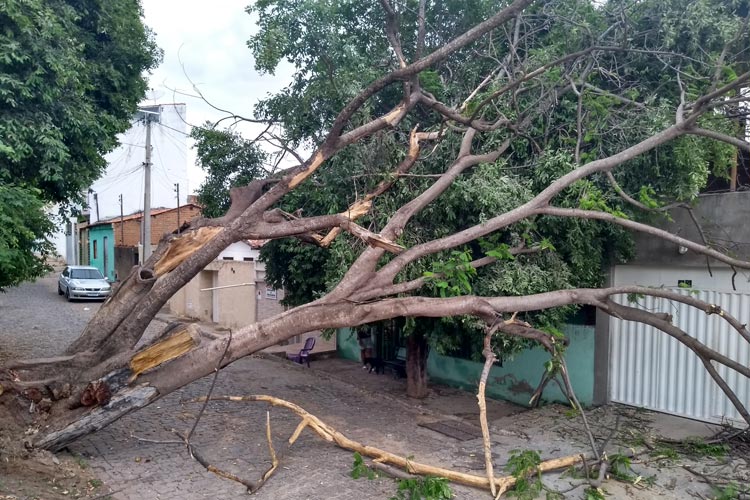 Tempestade de raios derruba árvore e danifica eletrodomésticos em Brumado