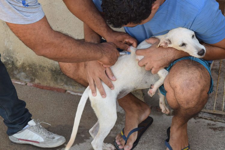 Vacinação de cães e gatos em Brumado ainda abaixo da meta do governo do estado