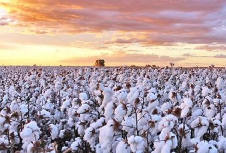 Segundo maior produtor do Brasil: Bahia colhe 615 mil toneladas de algodão
