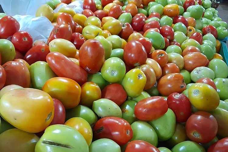Brumado: Queda na produção provoca alta nos preços do tomate que chega a custar R$ 10