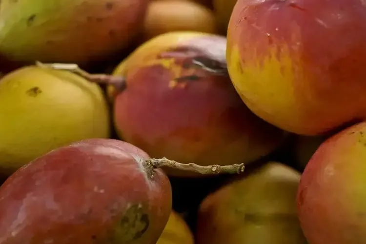 Exportações de frutas da Bahia superam 1 bilhão de reais até novembro, diz Seagri