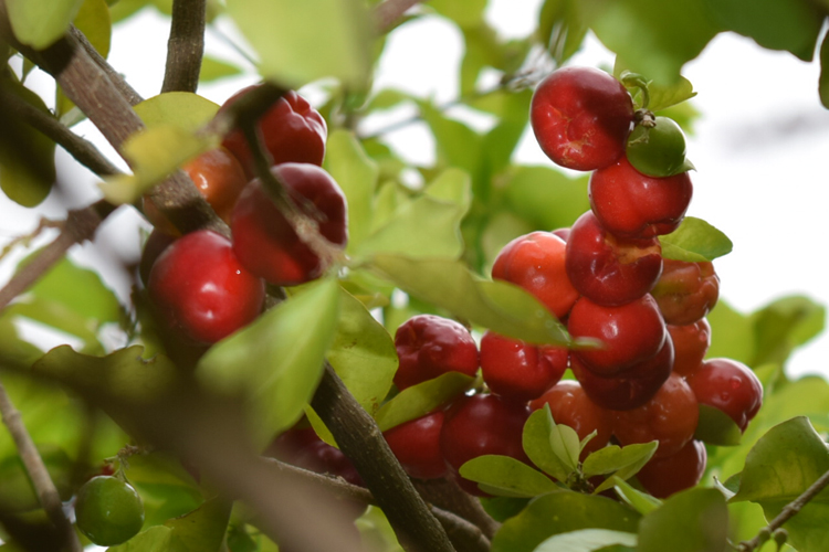 Boa safra da acerola é comemorada por produtores e consumidores em Brumado