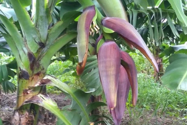 Guanambi: Novo sistema de irrigação de Ceraíma fortalece a agricultura familiar