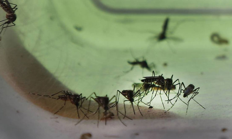 994 cidades podem ter surto de dengue, zika e chicungunha no país