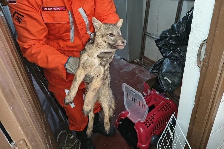 Brumado: Raposa resgatada por Bombeiros não resiste a ferimentos e morre