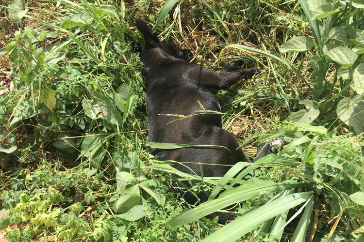 Brumado: Cadelas morrem após ingerir carne envenenada na Avenida João Paulo I