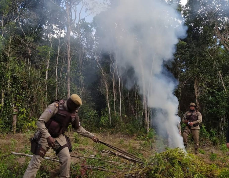 Polícia Militar encontra 2.500 pés de maconha em Conde, no litoral norte baiano