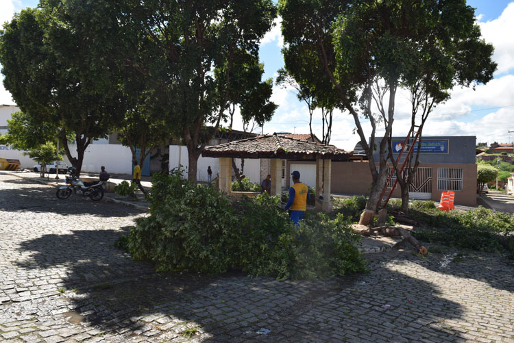 Brumado: Prefeitura realiza poda emergencial na Praça João Romão para conter andorinhas