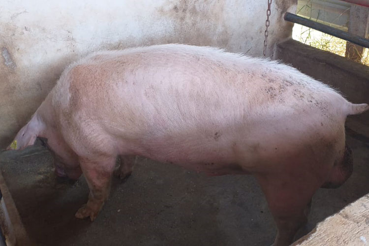 Criação de suínos é alternativa de renda para agricultores de Condeúba
