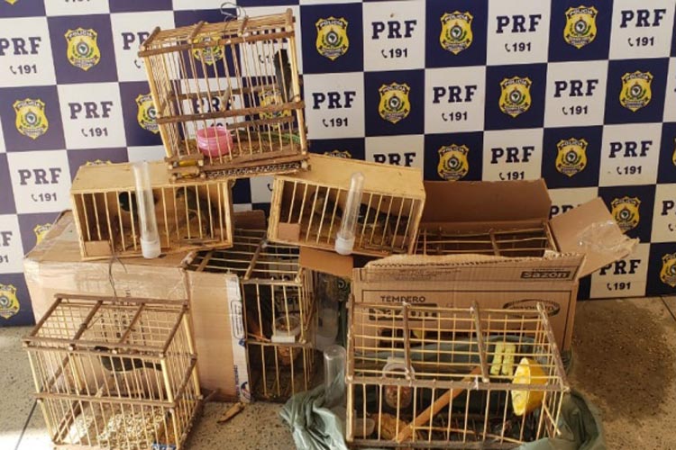 Vitória da Conquista: PRF flagra crime ambiental e resgata pássaros transportados irregularmente