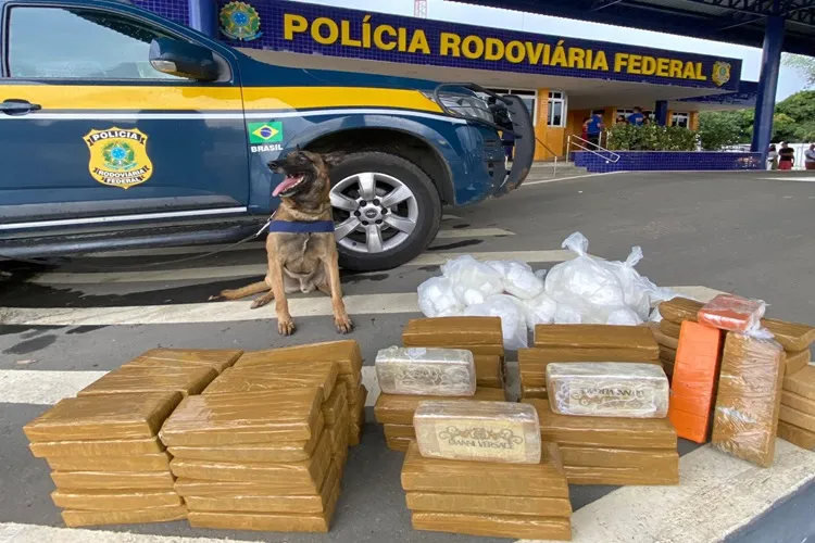 Com auxílio de cão farejador, PRF apreende mais de 80 kg de drogas em Vitória da Conquista