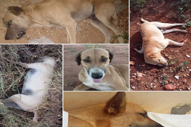 Cães e gatos voltam a ser envenenados em Brumado; defensores dos animais perdem esperança na justiça