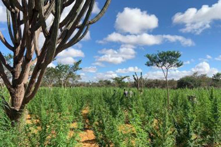 Maior produtor de maconha do centro-norte da Bahia é preso em Jacobina