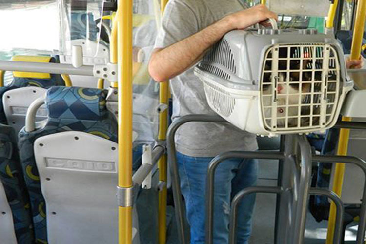 Projeto autoriza transporte de animais em ônibus para toda a Bahia
