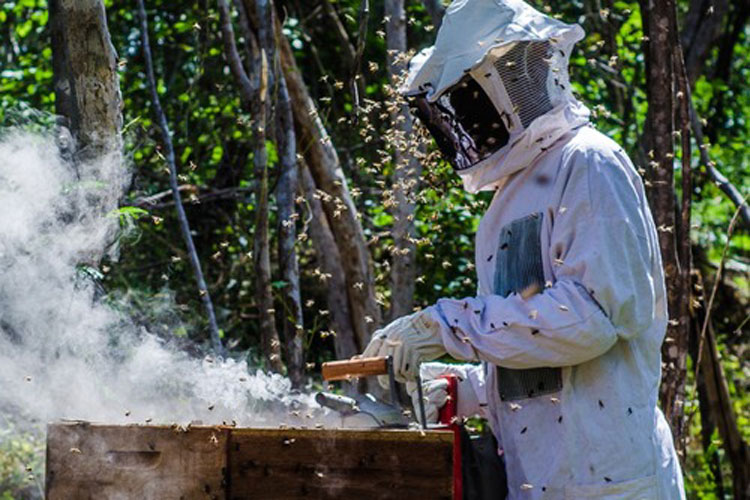 Unidade de extração de mel alavanca produção apícola em Paratinga