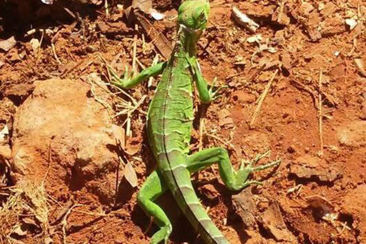 Iguana é encontrada em quintal de residência no Bairro Feliciano Pereira em Brumado