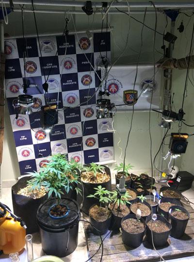 PM prende traficantes com plantação de maconha em cobertura de imóvel no sudoeste da Bahia