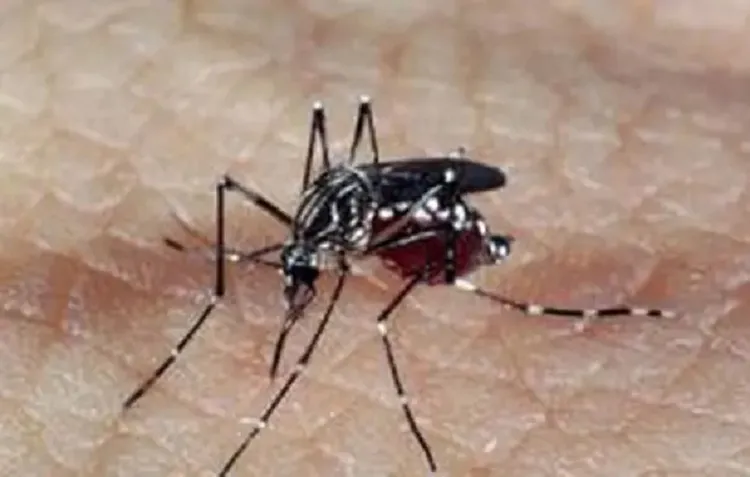 Notificações de zika vírus aumentam no país em relação a 2022