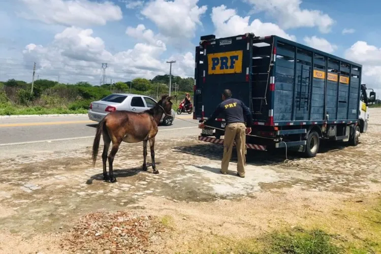 PRF dará início à operação de recolhimento de animais nas rodovias do sudoeste baiano