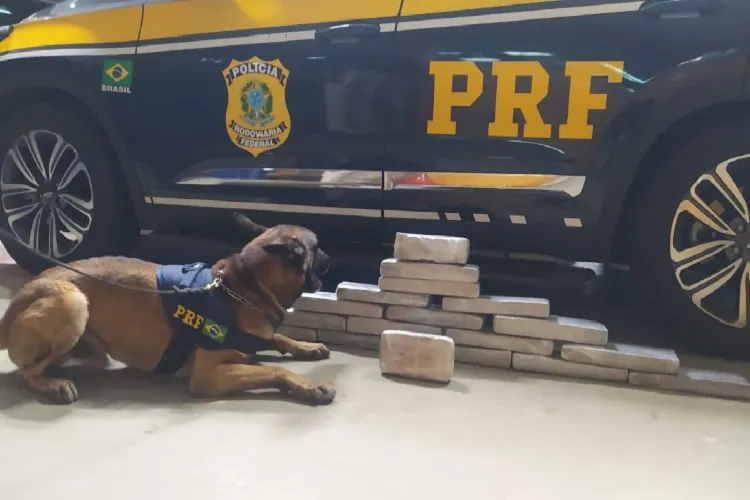 Cães policiais apreendem pasta base de cocaína e maconha em Vitória da Conquista