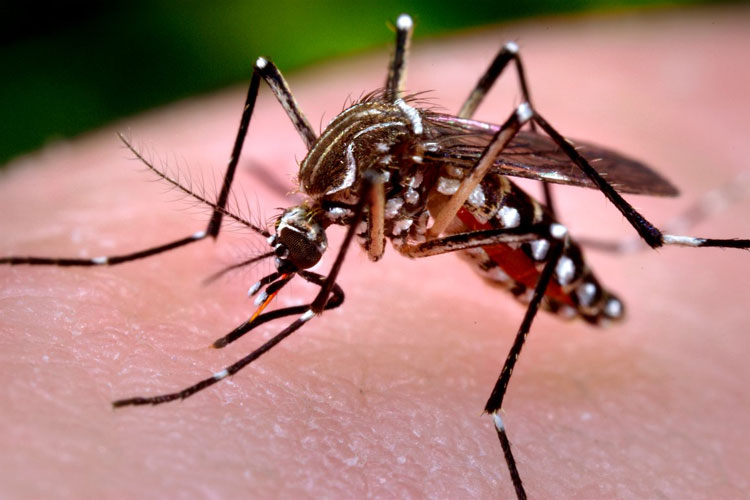 Brumado: Secretaria de Saúde comunica população sobre realização de pesquisa acerca do Aedes Aegypti
