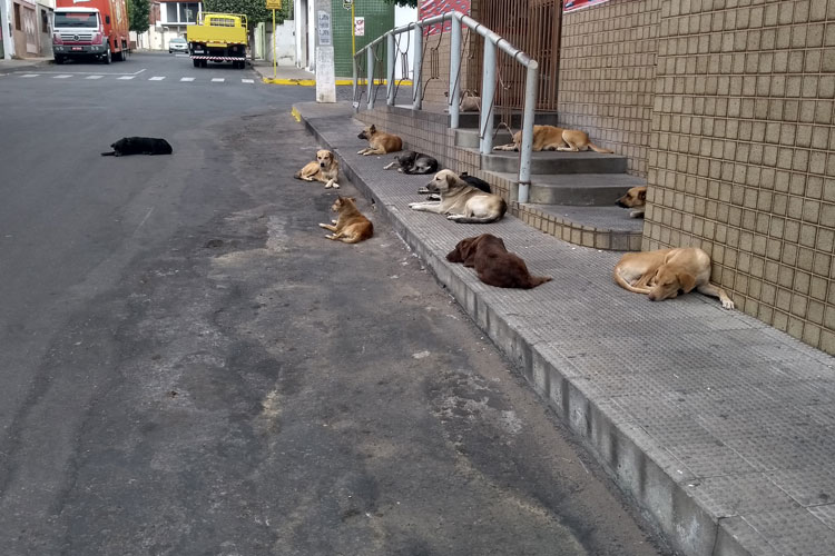 Brumado: Cachorrada toma conta das ruas enquanto novo canil público continua inoperante