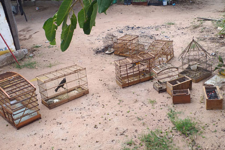 Guanambi: Secretaria de Meio Ambiente realiza apreende gaiolas e devolve pássaros à natureza