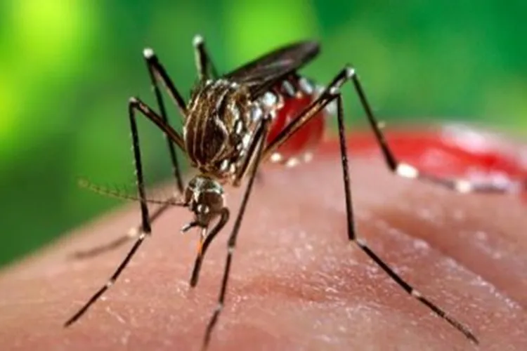 Quase 4 bilhões de pessoas correm risco de infecção pelo Aedes no mundo
