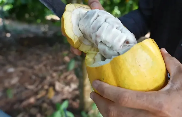 Cepa do vírus 'mosaico do cacau' é identificada em plantas de cacau no sul da Bahia